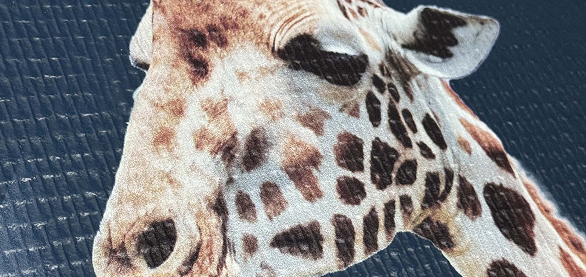 Fresque girafe imprimée sur un mur